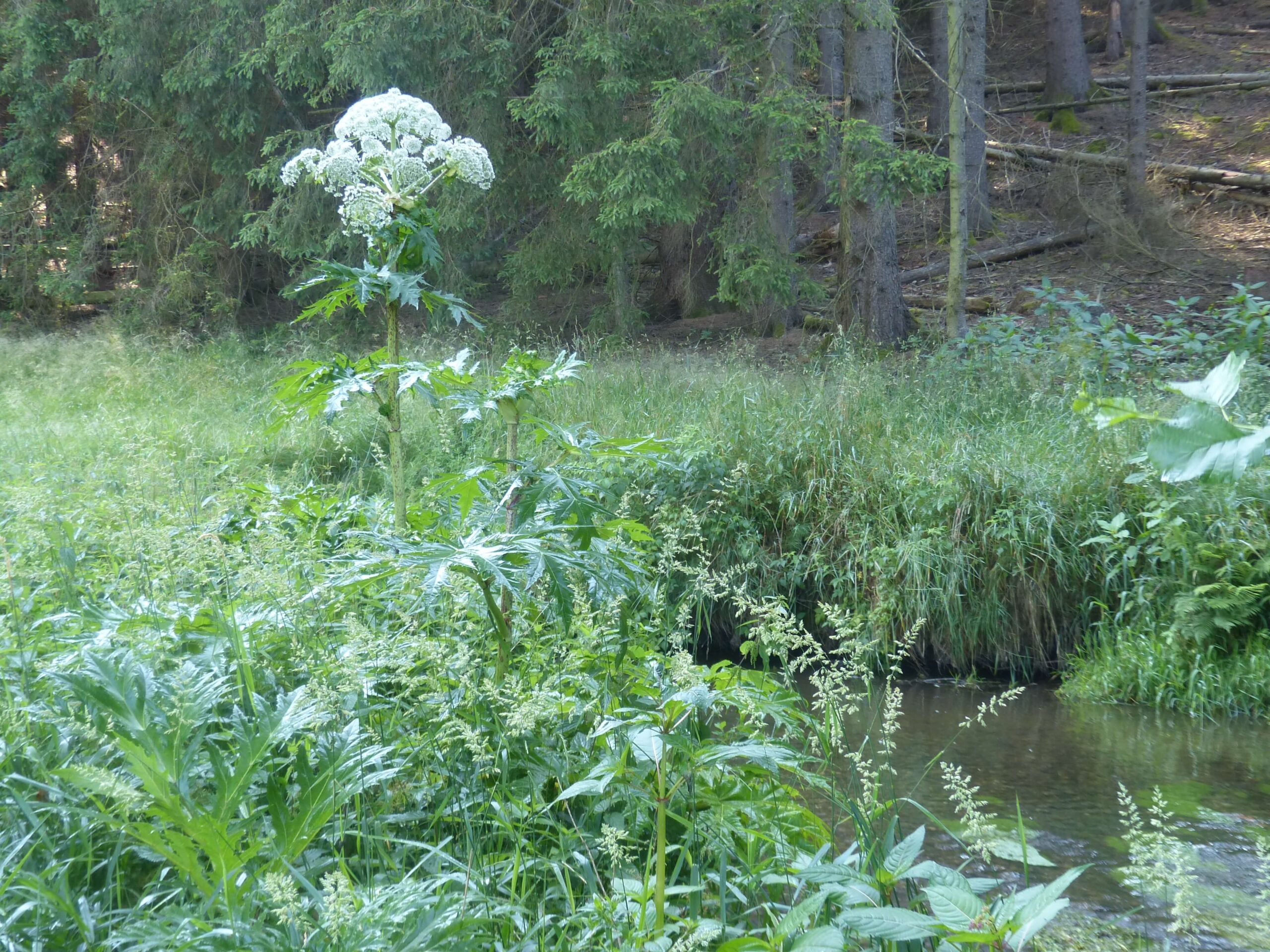 Herkulesstaude – groß, schön und gefährlich