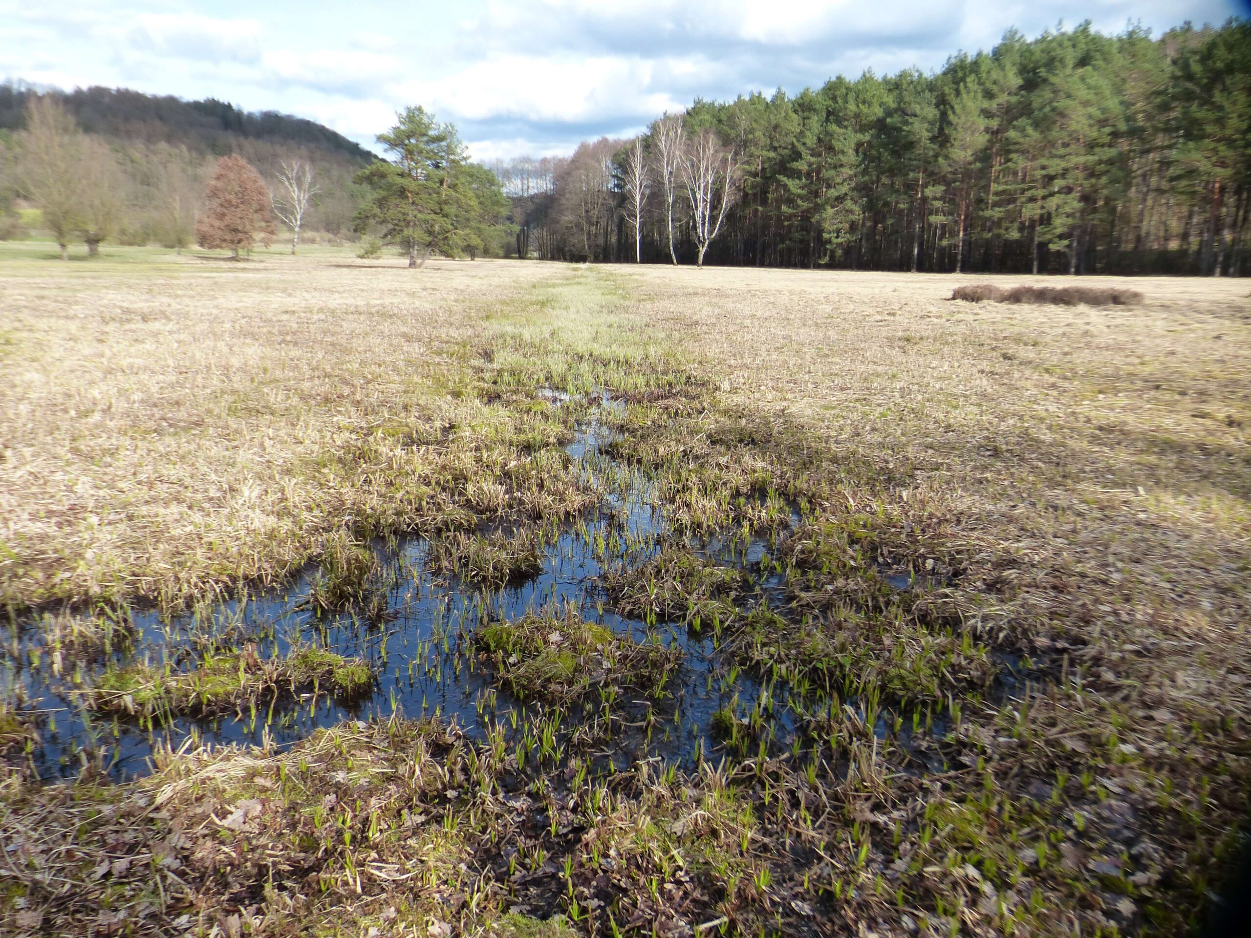 Moor am Tropf